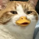 mellowluna