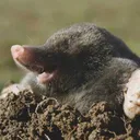 cosygarlic