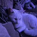 charliesen