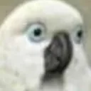 dictatorparrot