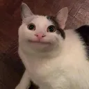 begulla0003