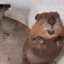 b_o_ber