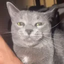 qekly.dev