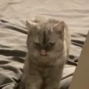 meowavameow