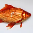 frostyguppy1