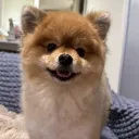 nano_seika