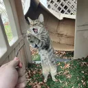 wheeet_
