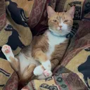 cozydag