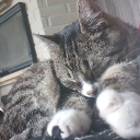 avatar 𓆩𝘕𝘰𝘷𝘢𓆪