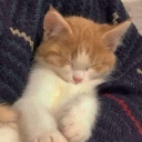 avatar 𓆩𝘕𝘰𝘷𝘢𓆪