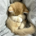 avatar 𓆩𝘕𝘰𝘷𝘢𓆪