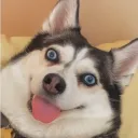 bob_the_one