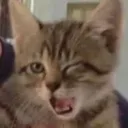zbatcat