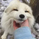snowfoxml