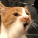 pickled_poopie