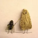 xbugs