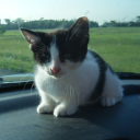 avatar free ddr5 ram