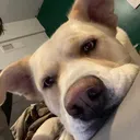 jiggles_rl