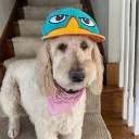 _zimmo