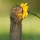 myrukun