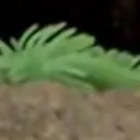 toetato