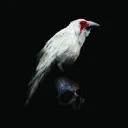 merulaalba