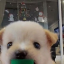 avatar Nūtęłłå Døggø