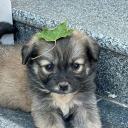 avatar Nūtęłłå Døggø