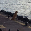 avatar Nūtęłłå Døggø