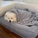 avatar Nūtęłłå Døggø