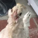 felibruh