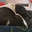 doggo4169
