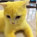 biintangst