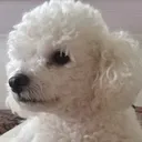 thewhitedog9487