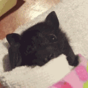 avatar Jarl Thunder G-Fuel