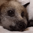 avatar Jarl Thunder G-Fuel