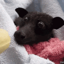 avatar Jarl Thunder G-Fuel