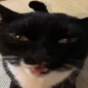 sircroakster