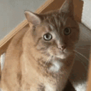 allshifted