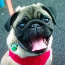 mommagiggles member profile picture