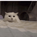 jankotm#4957's avatar