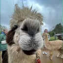 ramfie