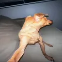 putztnt