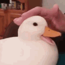 avatar Duck