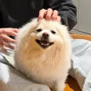 willfang