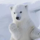 roleoander