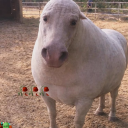 avatar shush🇯🇲