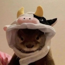 avatar jojo