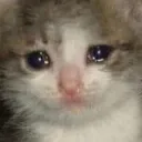 katt19