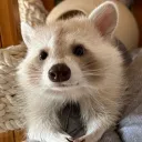 coriax